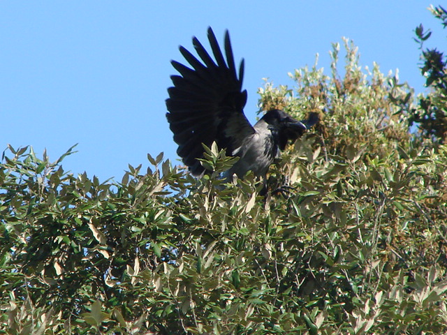 corvus corone cornix, una semplice cornacchia